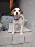 Totó