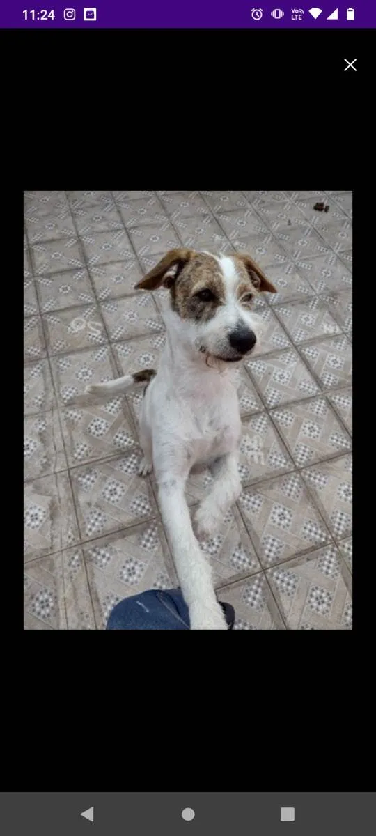 Cachorro ra a Não sei  idade 1 ano nome Nico