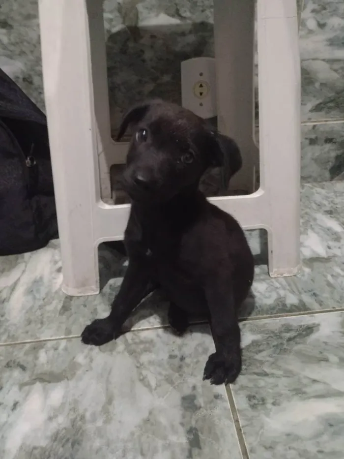 Cachorro ra a Srd  idade 2 a 6 meses nome Pretinho 