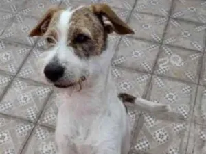 Cachorro raça Não sei  idade 1 ano nome Nico