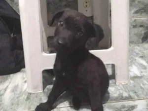 Cachorro raça Srd  idade 2 a 6 meses nome Pretinho 