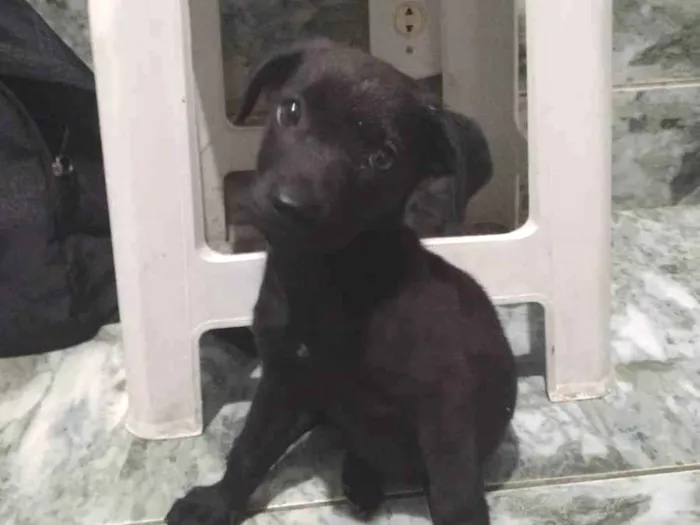Cachorro ra a Srd  idade 2 a 6 meses nome Pretinho 