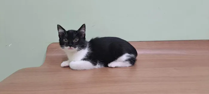 Gato raça Srd idade 2 a 6 meses nome Batman