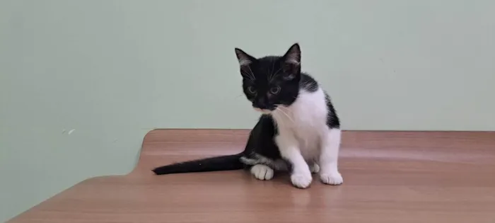 Gato raça Srd idade 2 a 6 meses nome Batman