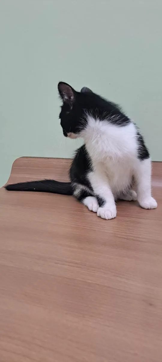 Gato raça Srd idade 2 a 6 meses nome Batman