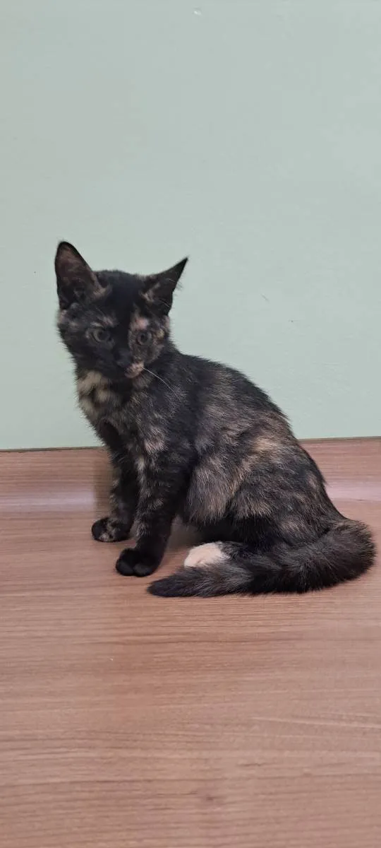 Gato raça Srd idade 2 a 6 meses nome Safira