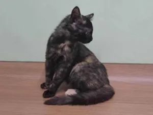 Gato raça Srd idade 2 a 6 meses nome Safira