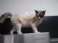 Amy