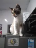 Amy