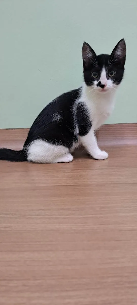 Gato raça Srd idade 2 a 6 meses nome Olivia