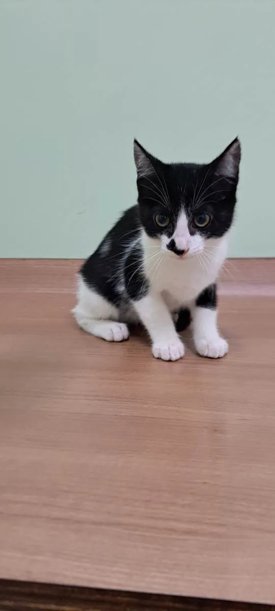 Gato raça Srd idade 2 a 6 meses nome Olivia