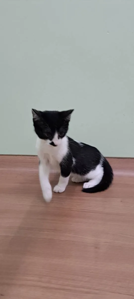 Gato raça Srd idade 2 a 6 meses nome Olivia