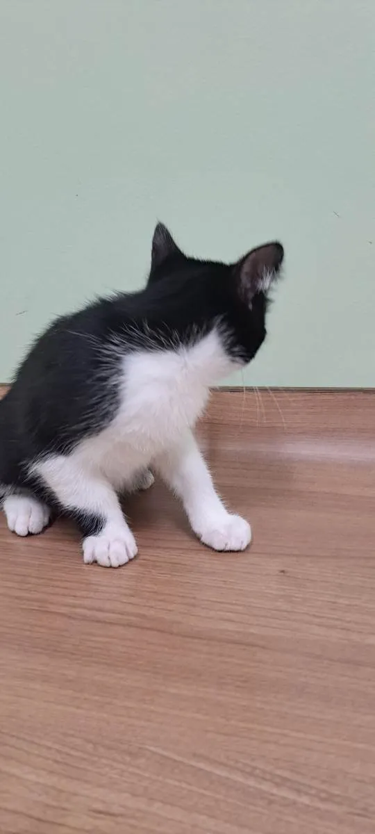 Gato raça Srd idade 2 a 6 meses nome Olivia