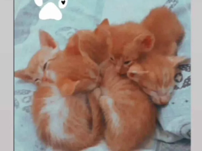 Gato ra a Van turco idade Abaixo de 2 meses nome Não possuem nomes ai