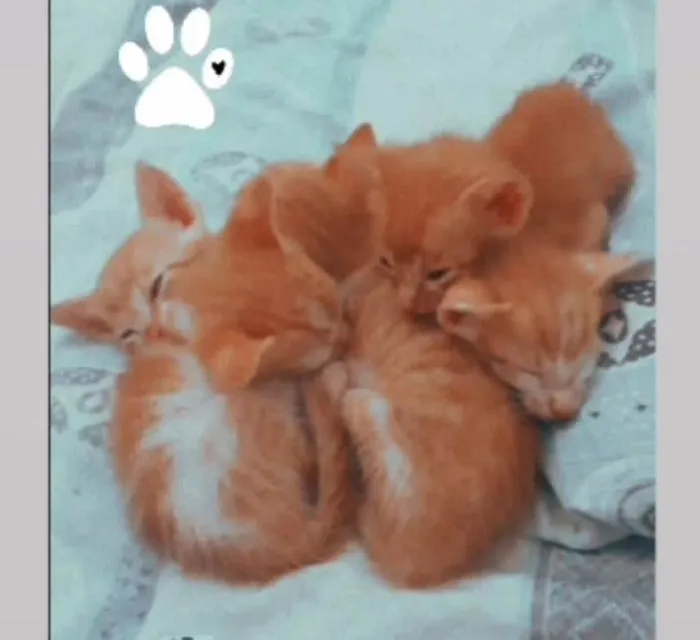 Gato ra a Van turco idade Abaixo de 2 meses nome Não possuem nomes ai