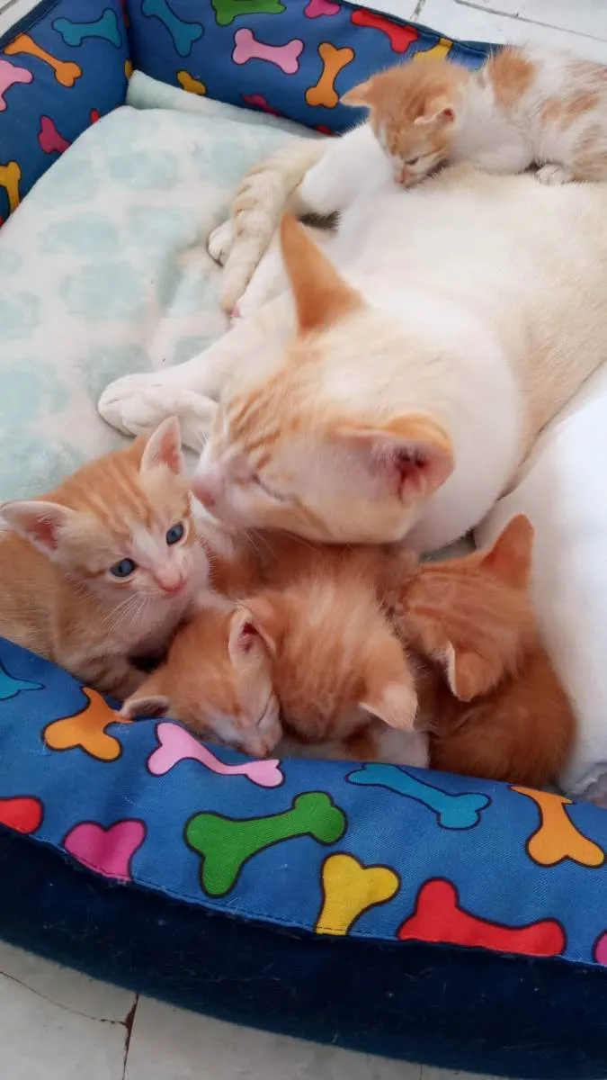 Gato ra a Van turco idade Abaixo de 2 meses nome Não possuem nomes ai