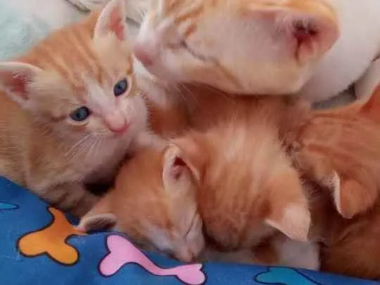 Gato ra a Van turco idade Abaixo de 2 meses nome Não possuem nomes ai