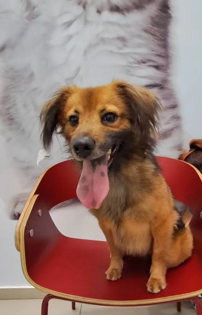 Cachorro raça Srd idade 1 ano nome THÉO