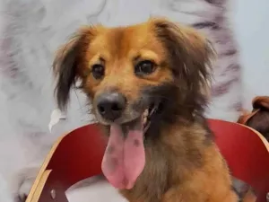 Cachorro raça Srd idade 1 ano nome THÉO