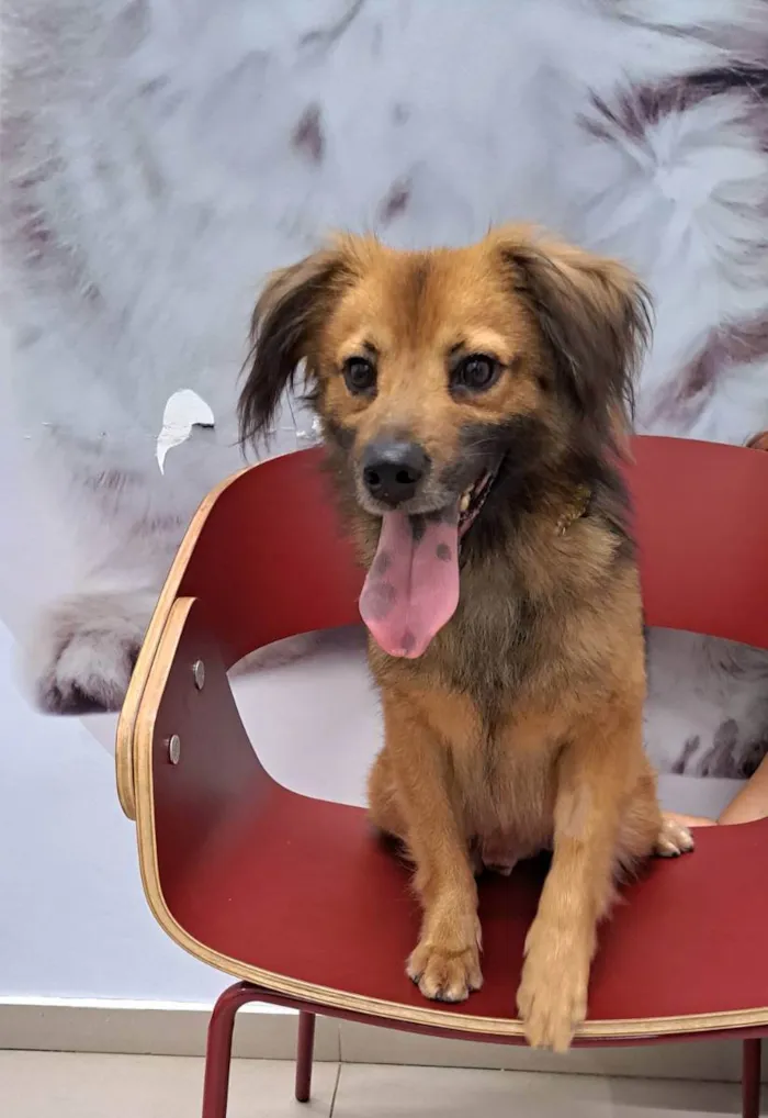 Cachorro raça Srd idade 1 ano nome THÉO