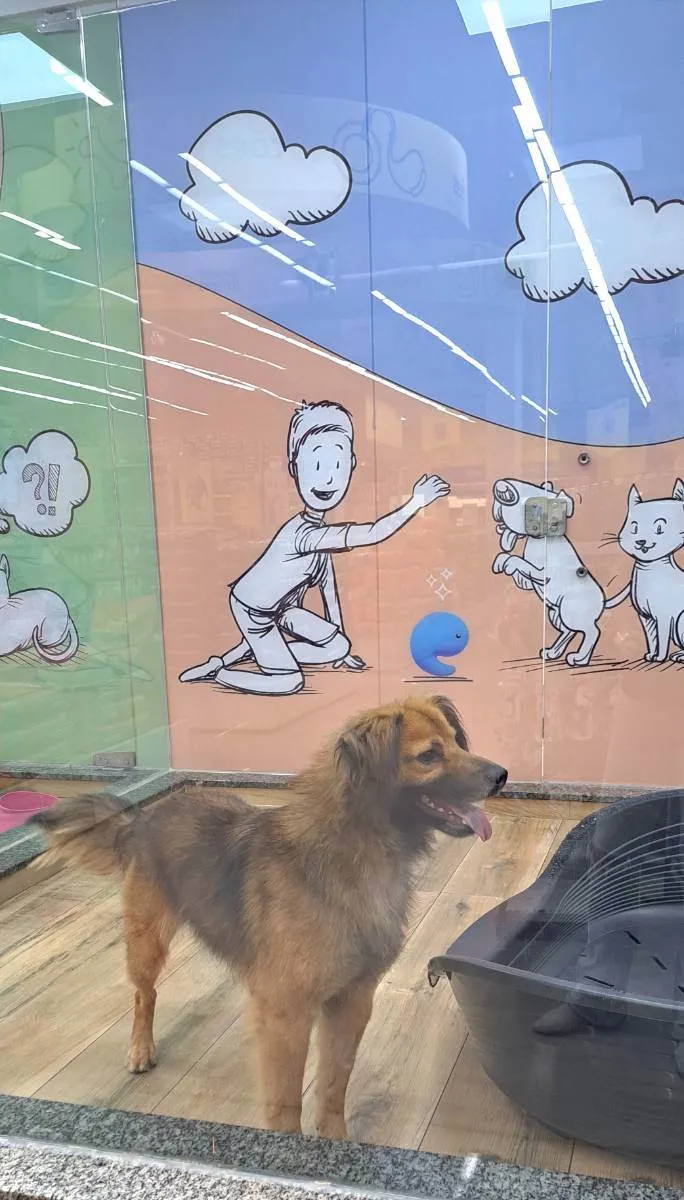 Cachorro raça Srd idade 1 ano nome THÉO