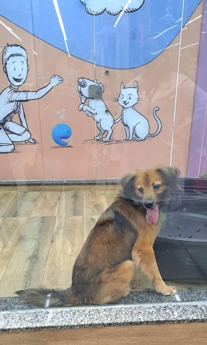 Cachorro raça Srd idade 1 ano nome THÉO