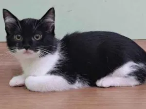 Gato raça Srd idade 2 a 6 meses nome Batman
