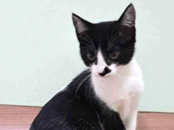 Gato raça Srd idade 2 a 6 meses nome Olivia