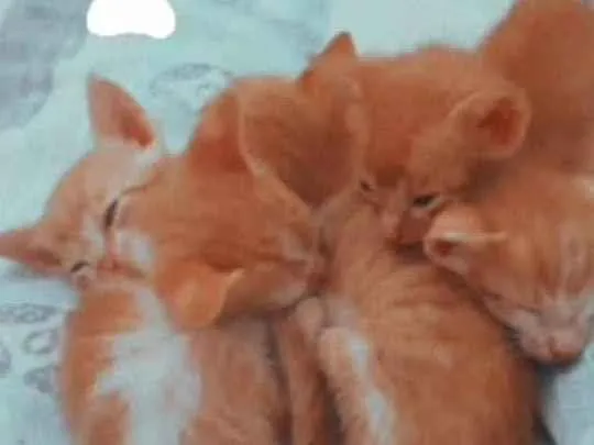 Gato ra a Van turco idade Abaixo de 2 meses nome Não possuem nomes ai