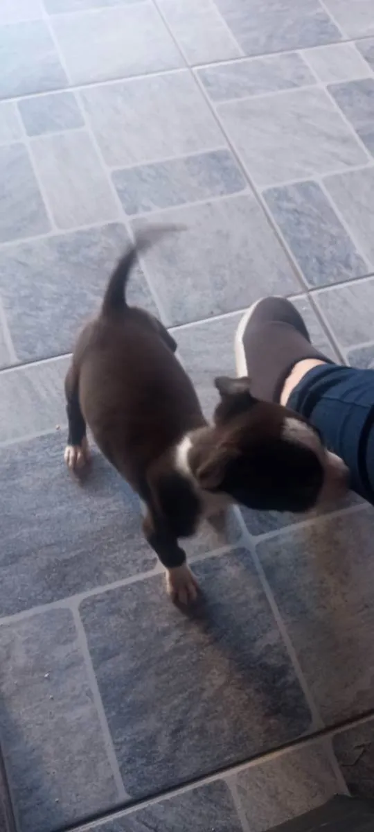 Cachorro ra a Pit bull idade 2 a 6 meses nome Fiona