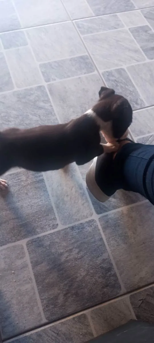 Cachorro ra a Pit bull idade 2 a 6 meses nome Fiona