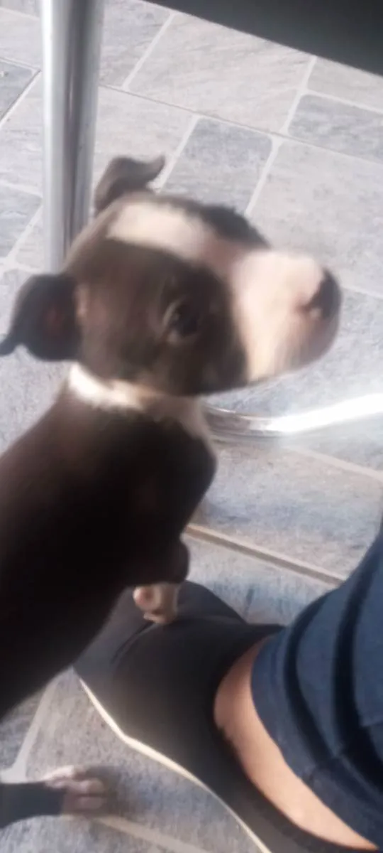 Cachorro ra a Pit bull idade 2 a 6 meses nome Fiona