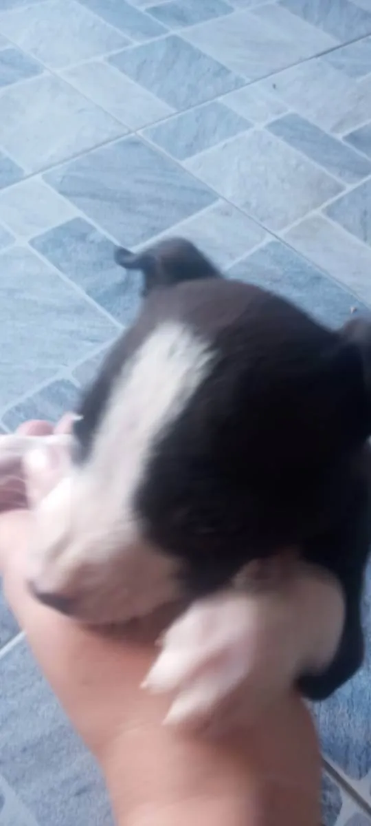 Cachorro ra a Pit bull idade 2 a 6 meses nome Fiona