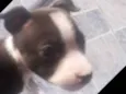 Fiona