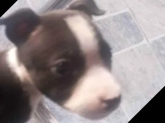 Cachorro ra a Pit bull idade 2 a 6 meses nome Fiona