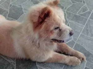Cachorro raça Shoshow idade 2 anos nome Ralf