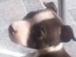 Cachorro raça Pit bull idade 2 a 6 meses nome Fiona