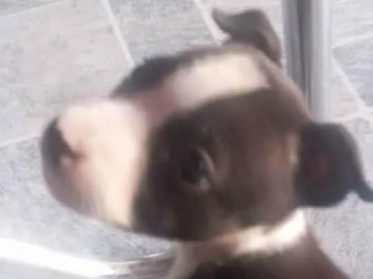 Cachorro ra a Pit bull idade 2 a 6 meses nome Fiona