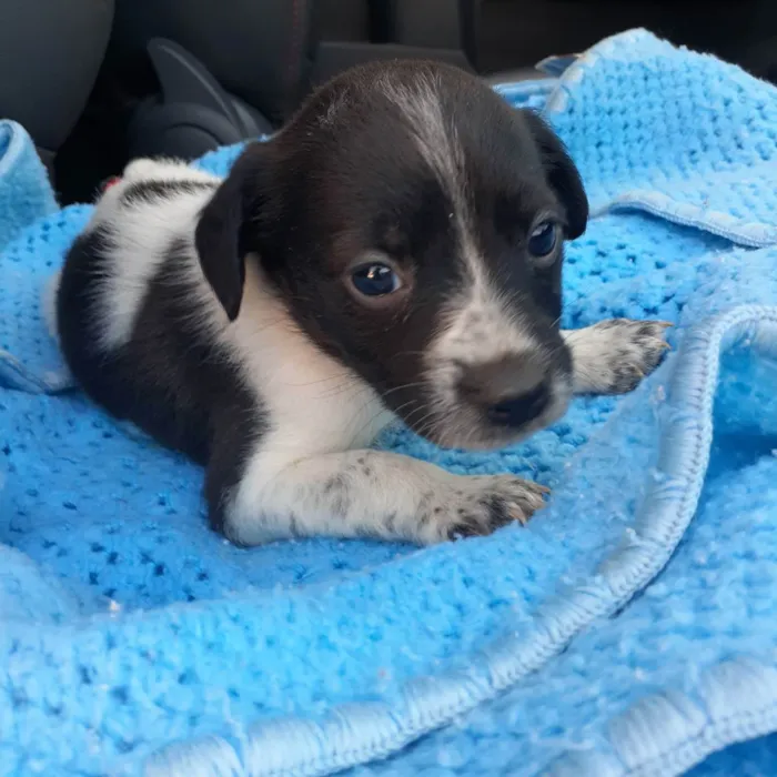 Cachorro ra a Srd idade Abaixo de 2 meses nome Zara