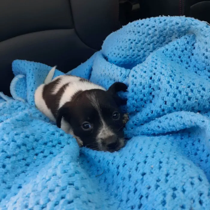 Cachorro ra a Srd idade Abaixo de 2 meses nome Zara