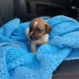 Nina