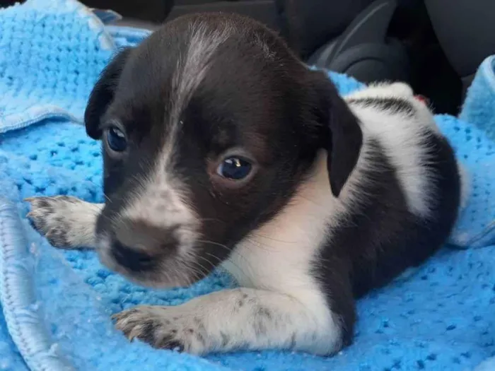 Cachorro ra a Srd idade Abaixo de 2 meses nome Zara