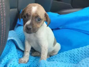 Cachorro raça Srd idade Abaixo de 2 meses nome Nina