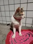 Felicia