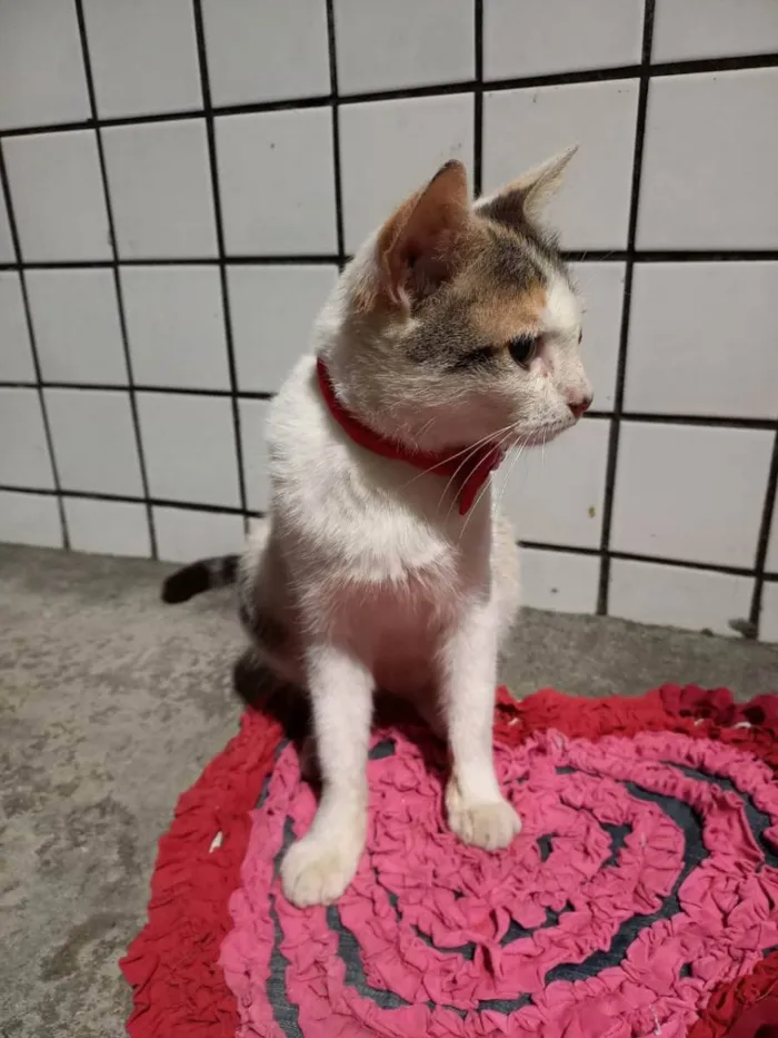 Gato ra a Diferente idade 2 a 6 meses nome Felicia