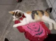 Felicia