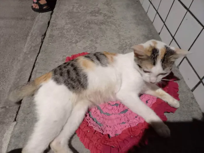 Gato ra a Diferente idade 2 a 6 meses nome Felicia