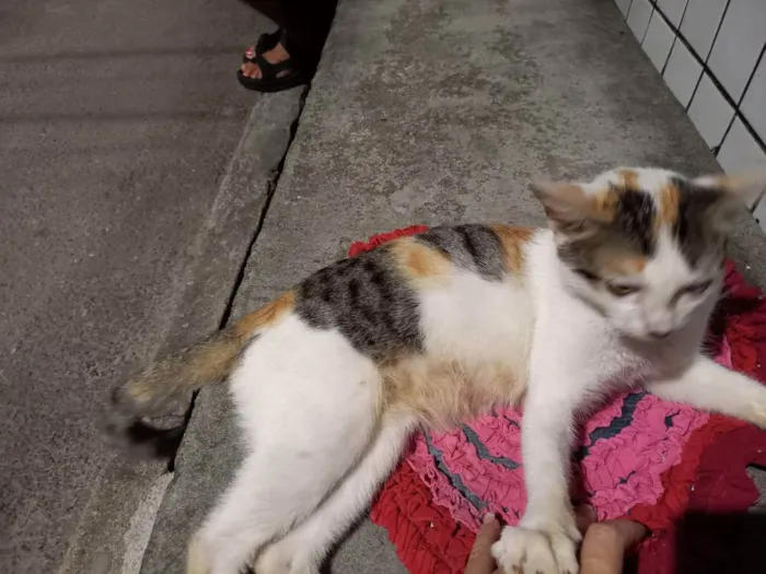 Gato ra a Diferente idade 2 a 6 meses nome Felicia
