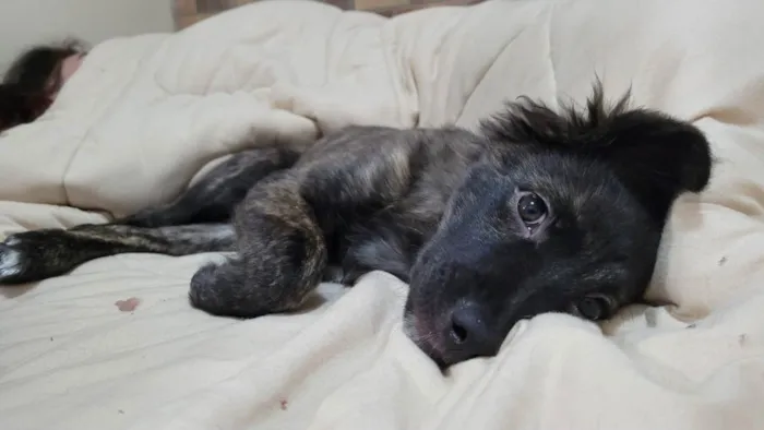 Cachorro ra a Sem Raça idade 2 a 6 meses nome Pepeto