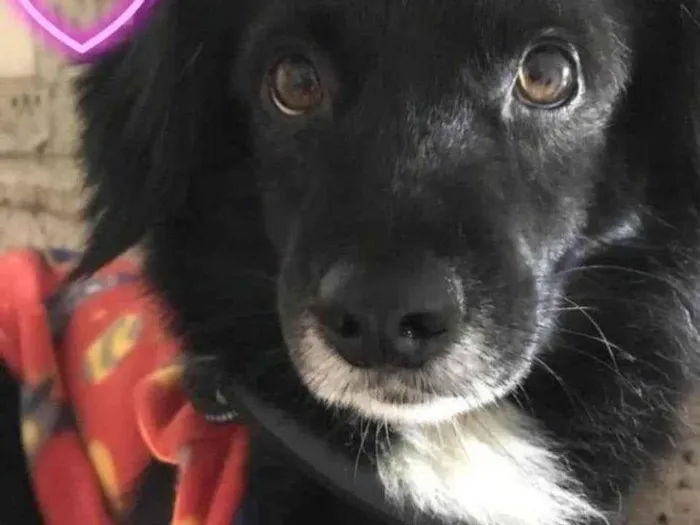 Cachorro ra a SRD idade 5 anos nome Faísca